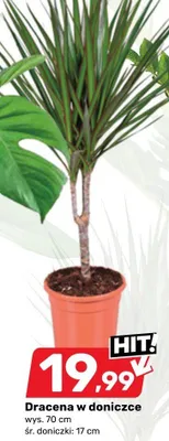 Dracena w doniczce Bricomarche promocja w Bricomarche