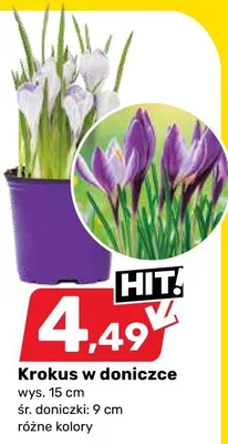 Krokus w doniczce różne kolory Bricomarche promocja w Bricomarche
