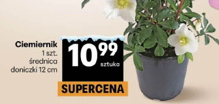 Ciemiernik 1 szt. średnica doniczki 12 cm Delikatesy Centrum promocja w Delikatesy Centrum