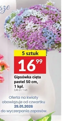 Gipsówka cięta pastel promocja w Twój Market