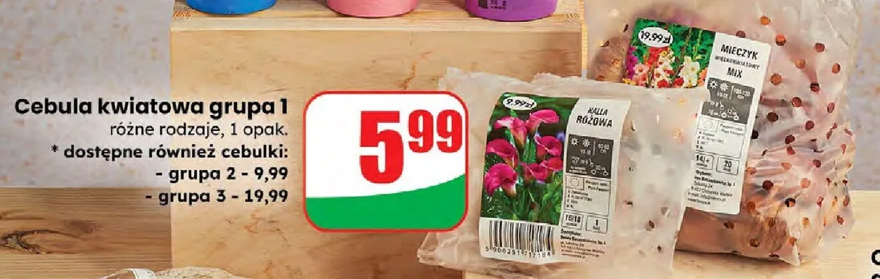 Cebulka kwiatowa grupa 1 różne rodzaje promocja w Dino