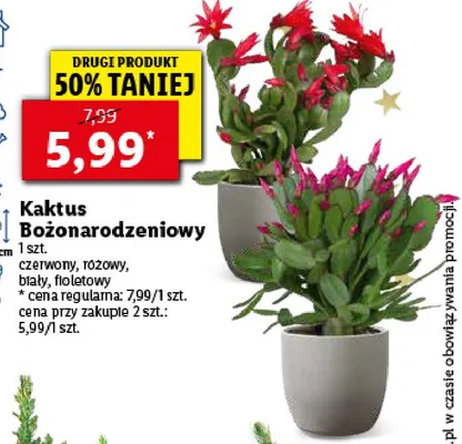 Kaktus boonarodzeniowy czerwony - cena - promocje - opinie - sklep |  Blix.pl - Brak ofert