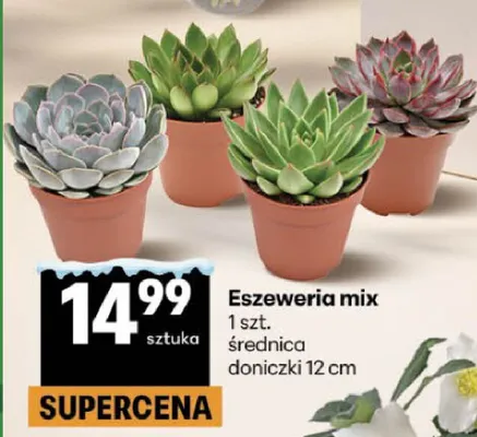 Eszeweria mix 1 szt. średnica doniczki 12 cm Delikatesy Centrum promocja w Delikatesy Centrum