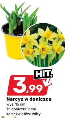 Narcyz w doniczce żółty Bricomarche promocja w Bricomarche
