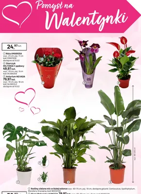 Rośliny zielone mix w białej osłonce promocja w Leroy Merlin