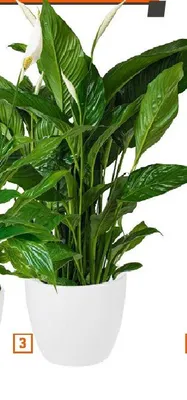 Skrzydłokwiat wys. ok. 100 cm promocja w OBI