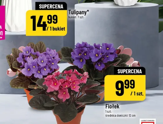Fiołek 1 szt, średnica doniczki 12 cm promocja w POLOmarket