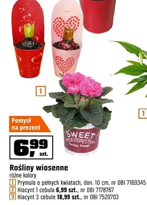 Roślina Hiacynt 1 cebula promocja w OBI