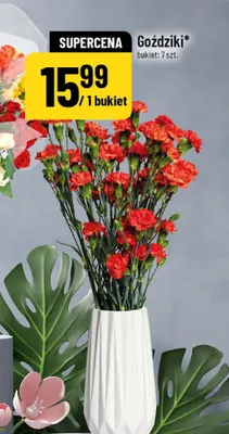 Goździki bukiet 7 szt promocja w POLOmarket