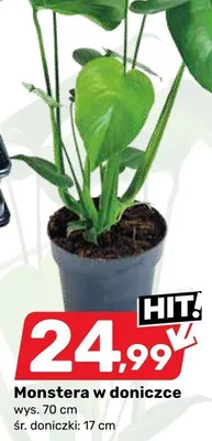 Monstera w doniczce Bricomarche promocja w Bricomarche