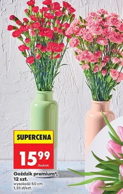 Goździk premium, 12 szt. promocja w Biedronka