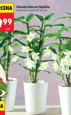 Dendrobium Nobile promocja w Biedronka