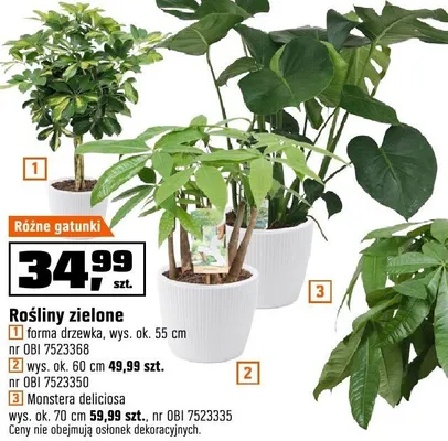 Roślina zielona forma drzewa, wys. ok. 55 cm promocja w OBI