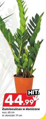 Zamioculcas promocja w Bricomarche