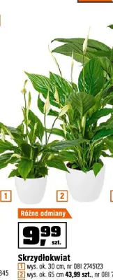 Skrzydłokwiat wys. ok. 65 cm promocja w OBI