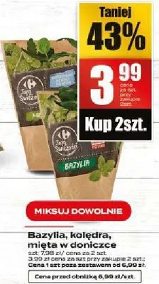 Bazylia, kolendra, mięta w doniczce promocja w Supeco