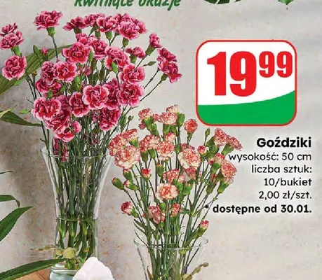 Goździki 10 szt. promocja w Dino