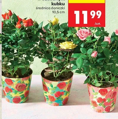 Róża w ozdobnym kubku promocja w Biedronka