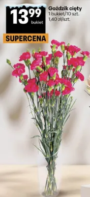 Goździk cięty 1 bukiet/10 szt. Delikatesy Centrum promocja w Delikatesy Centrum