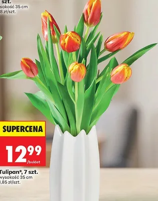 Tulipan, 7 szt. promocja w Biedronka