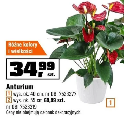 Anturium wys. ok. 40 cm promocja w OBI
