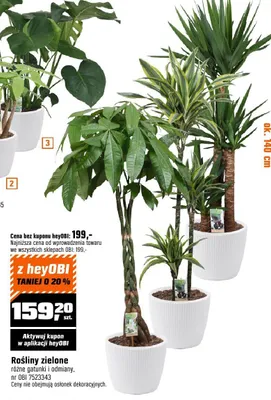 Roślina zielona różne gatunki i odmiany promocja w OBI