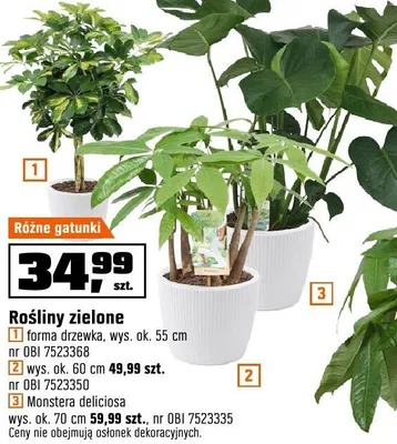 Roślina Monstera deliciosa wys. ok. 70 cm promocja w OBI