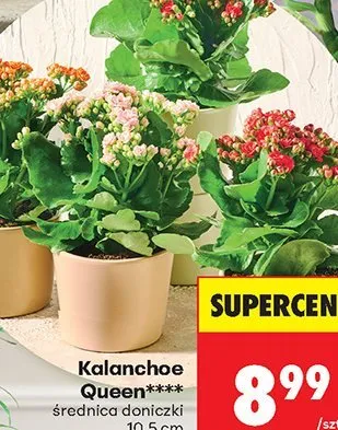 Kalanchoe Queen promocja w Biedronka