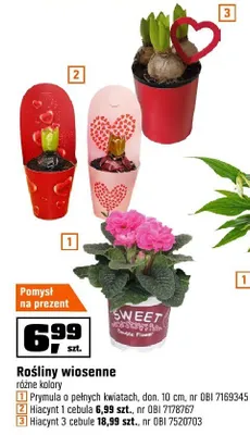 Roślina Primula o pełnych kwiatach, doniczka 10 cm promocja w OBI