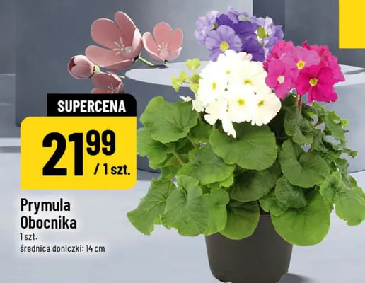 Prymula Obocnika 1 szt, średnica doniczki 14 cm promocja w POLOmarket