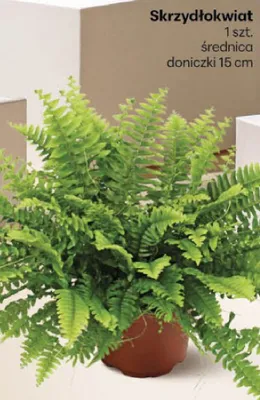 Gazetka, strona 38 Delikatesy Centrum promocja w Delikatesy Centrum