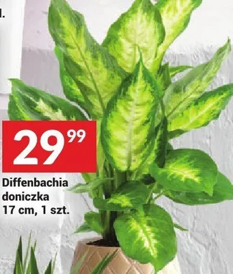 Diffenbachia doniczka promocja w Twój Market