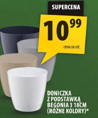 Begonia promocja w Arhelan