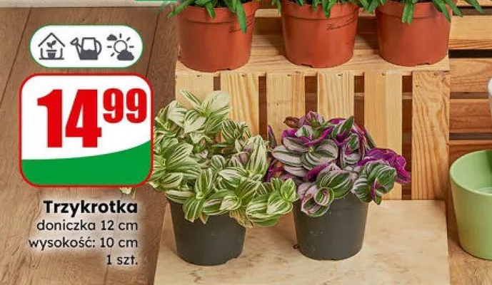 Trzykrotka doniczka 12 cm  promocja w Dino