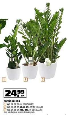 Zamiokulkas wys. ok. 40 cm promocja w OBI