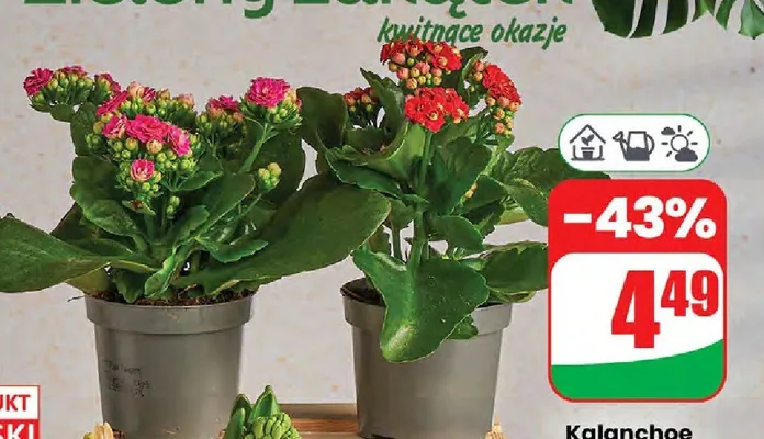 Kalanchoe doniczka 9 cm  promocja w Dino