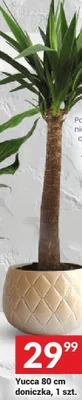 Yucca 80 cm doniczka promocja w Twój Market