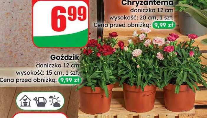 Goździk doniczka 12 cm  promocja w Dino