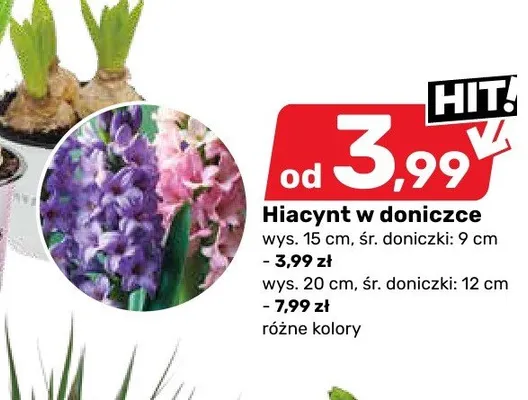 Hiacynt w doniczce różne kolory wys. 15 cm Bricomarche promocja w Bricomarche