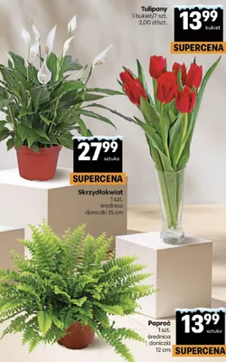Tulipany 1 bukiet/7 szt. Delikatesy Centrum promocja w Delikatesy Centrum