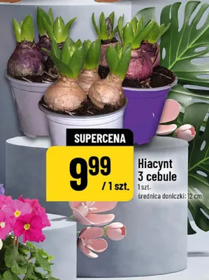 Hiacynt 3 cebule 1 szt, średnica doniczki 12 cm promocja w POLOmarket