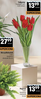 Paproć 1 szt. średnica doniczki 12 cm Delikatesy Centrum promocja w Delikatesy Centrum