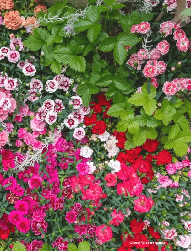 Castorama - gazetka promocyjna Katalog Ogrody, tarasy i balkony 2025 od środy 12.03 do środy 31.12 - strona 115