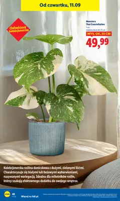 Lidl - gazetka promocyjna Oferta od czwartku od czwartku 11.09 do soboty 13.09 - strona 46