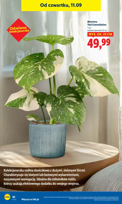 Lidl - gazetka promocyjna Oferta od czwartku od czwartku 11.09 do soboty 13.09 - strona 46