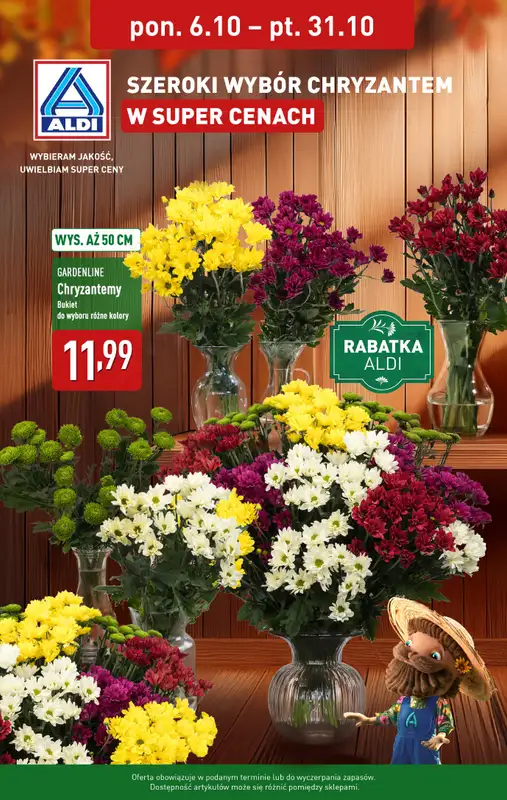 Aldi - gazetka promocyjna Chryzantemy w super cenach  