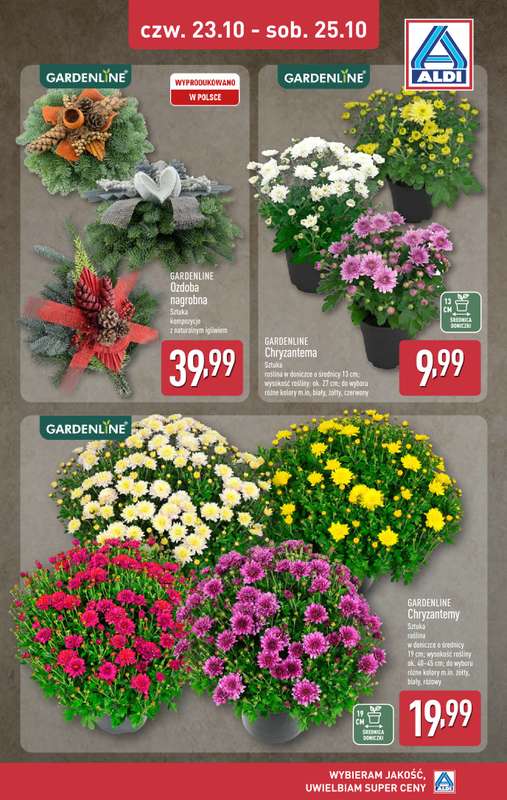 Aldi - gazetka promocyjna Chryzantemy w super cenie! od czwartku 23.10 do soboty 25.10