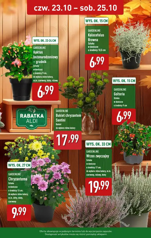 Aldi - gazetka promocyjna Kwiaty i ozdoby w niskich cenach!   - strona 2