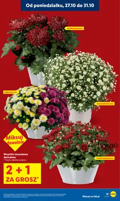 Lidl - gazetka promocyjna Oferta od poniedziałku od poniedziałku 27.10 do środy 29.10 - strona 13 Lidl - gazetka promocyjna Oferta od poniedziałku od poniedziałku 27.10 do środy 29.10 - strona 13
