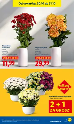 Lidl - gazetka promocyjna Oferta od czwartku od czwartku 30.10 do piątku 31.10 - strona 5 Lidl - gazetka promocyjna Oferta od czwartku od czwartku 30.10 do piątku 31.10 - strona 5